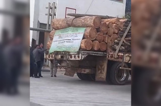 Autoridades confirman que se trataba de poda sanitaria autorizada por Probosque y Sedagro.