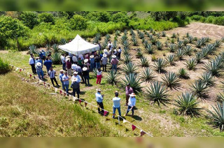 Más de 3 mil plantas de agave distribuidas y 7 mil más disponibles en viveros.