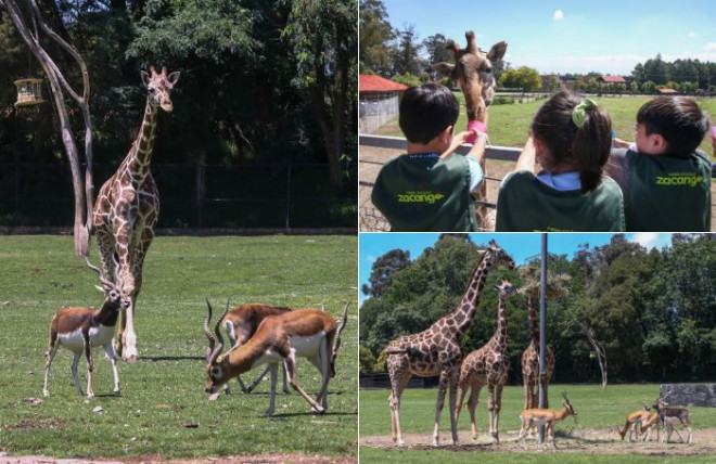 Los médicos veterinarios de Cepanaf le brindan los cuidados y una alimentación adecuada para asegurar su sano desarrollo.