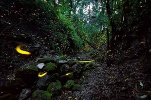 La temporada de calor ha prolongado la aparición de los insectos alargando el fenómeno de la diapausa (proceso de transformarse en adulto).