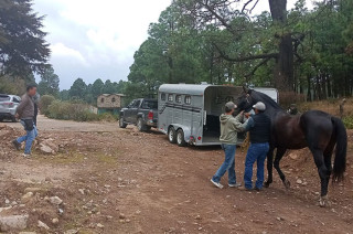 Tras su desaparición, un caballo pura sangre de un millón de pesos fue hallado por la SSEM