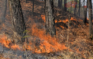 Atiende Comisión Nacional Forestal mil 282 incendios en cinco meses