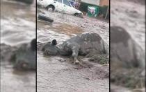 En redes sociales se hizo viral la imagen de una vaca que fue arrastrada por el agua y quedó muerta sobre la carretera México-Texcoco