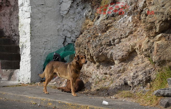Abandonados 70 por ciento de perros en Ecatepec: alcalde