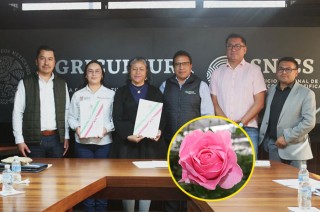 Con Nitá y Maya suman ocho variedades inscritas por el Edoméx ante el Servicio Nacional de Inspección y Certificación de Semillas.