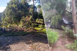 Zonas donde han colapsado árboles, por las constantes lluvias