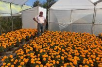 Productores de flor de cempasúchil 