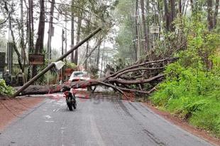 El árbol derribó dos postes de la Comisión Federal de Electricidad (CFE).