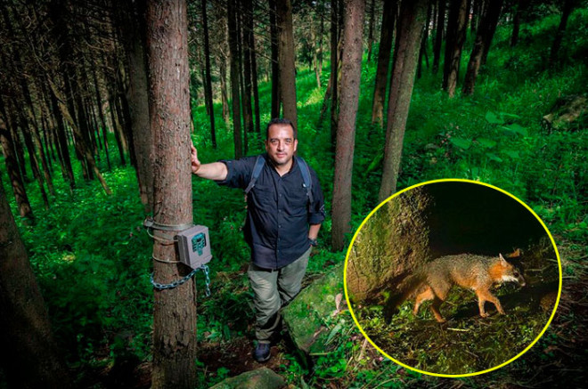 Video: Nacen cacomixtles y otras especies silvestres en CU de la UAEMéx