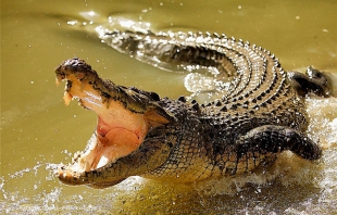 Amenaza de fuga de cocodrilos en Texas por &quot;Harvey&quot;