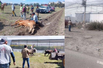 Unas 60 cabezas de ganado escaparon del Rancho Castilla en Texcoco, generando intenso tráfico sobre la carretera México-Texcoco.