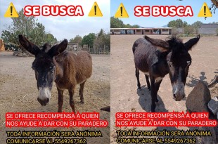 Los delincuentes hicieron un boquete en un muro para sustraer a los animales; el santuario ofrece recompensa por información que ayude a encontrarlos