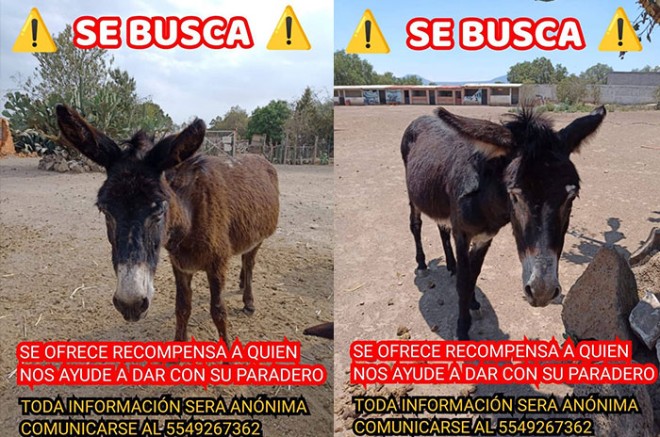 Los delincuentes hicieron un boquete en un muro para sustraer a los animales; el santuario ofrece recompensa por información que ayude a encontrarlos
