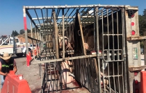 Vuelca tráiler cargado con cerdos al quedarse sin frenos en la México-Puebla