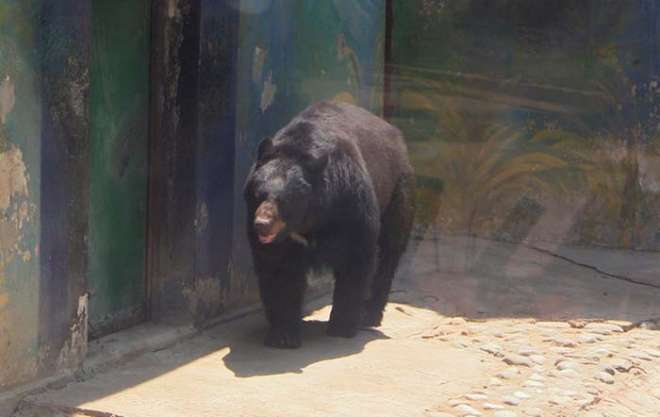 El oso negro es una especie en peligro de extinción y buscarán reproducirlo en esta área