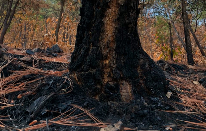 En región judicial de Toluca, 80 por ciento de delitos contra el ambiente