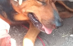 Le clavan tijeras en el ojo a “Chincolo” un perro callejero de Nextlalpan