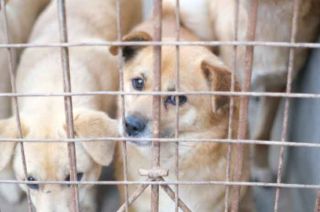 Propaem informó que en lo que va del 2023, ha recibido un total de 448 denuncias por maltrato animal.