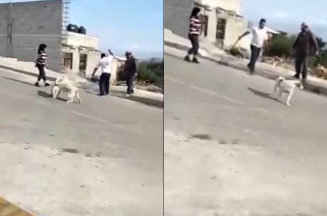 #Video #Edomex: Sujeto machetea a perrita en la calle