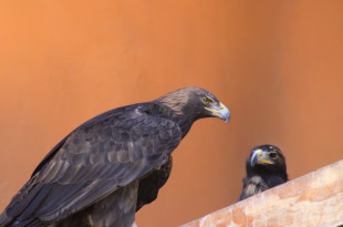 La cría de águila real convive con sus padres en el Parque Ecológico Zacango