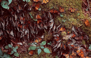 Llega la mariposa Monarca a bosques del Edomex