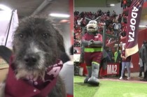 Los lomitos salieron a la cancha a demostrar todo el amor que pueden dar a una familia, sudando la camiseta para ganar el corazón de los asistentes.