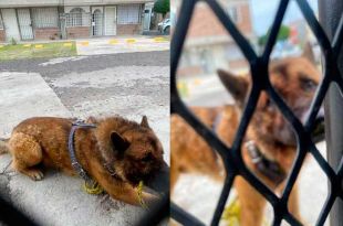 Justicia para &quot;Kuko&quot;, perrito guía asesinado en Nicolás Romero