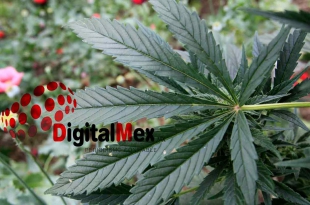 Listo anteproyecto de #Ley para regular producción, venta y consumo de #marihuana