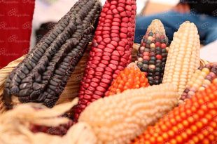 Almacena 7 mil 200 accesiones de 25 familias botánicas, 55 géneros y 117 especies, entre ellas maíz nativo, frijol y amaranto.