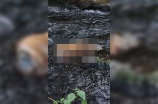 Reportaron el hallazgo del cuerpo de un tigre en la Cascada el Molino