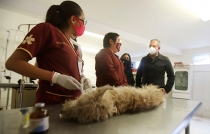 Esterilizan más de 300 perritas callejeras de #Ecatepec