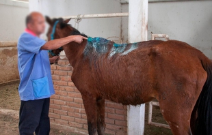 Ecatepec: Rescatan a “Ramona”, una yegua que sufría maltratos