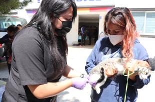 El gobierno municipal exhorta a la población en general a hacer conciencia sobre la tenencia responsable de animales.