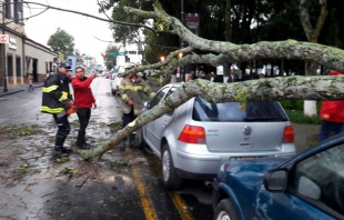 Se desploma árbol en la Alameda de Toluca
