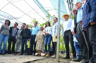 Ciudadanos y especialistas se unen para asegurar el futuro del Árbol de las Manitas.