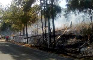 Se retiró de la vía publica la planta que se cayó en el paraje conocido como El Corralón