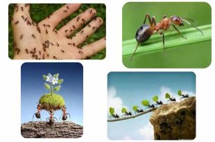 Las hormigas desempeñan un papel esencial al fertilizar suelos, proteger bosques y contribuir a cadenas alimentarias.