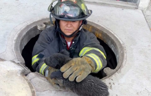 Bomberos rescatan a cachorro en Toluca