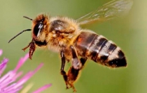 Un mundo sin abejas, desastre global