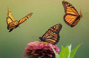 Migración mariposa monarca 2023 al Edoméx