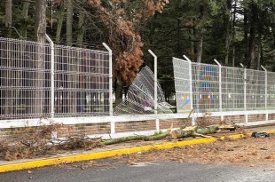 Protección Civil acudió al lugar para retirar ramas y otros árboles que también mostraban riesgo de caer.