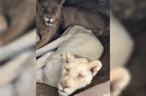 Algunos ejemplares se comieron su cola.