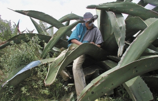 Impulsan al maguey y al turismo en Nopaltepec