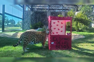 Con motivo del Día de San Valentín, los ejemplares recibieron enriquecimiento ambiental en medio de un romántico escenario para celebrar el amor.