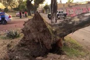 Se informó que se trata de un árbol de más de 15 metros de altura