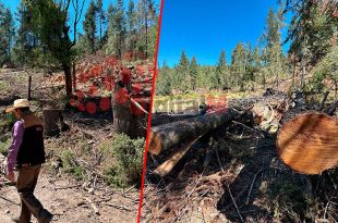 No hay tregua, células civiles protegerán los bosques con su vida en #Xonacatlán