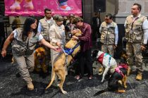 Delfina Gómez Álvarez destacó el cambio social que representa la nueva legislación en materia de bienestar animal.
