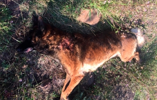 Matan y envenenan a mascotas cuidadores de ganado en la Sierra de Guadalupe
