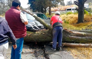 #Video: ÚltimoMomento, viento derriba árbol sobre dos autos en #Tlalmanalco