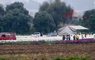 Golpea emergencia sanitaria por #Covid-19 a floricultores; pierden la mitad de sus huertas